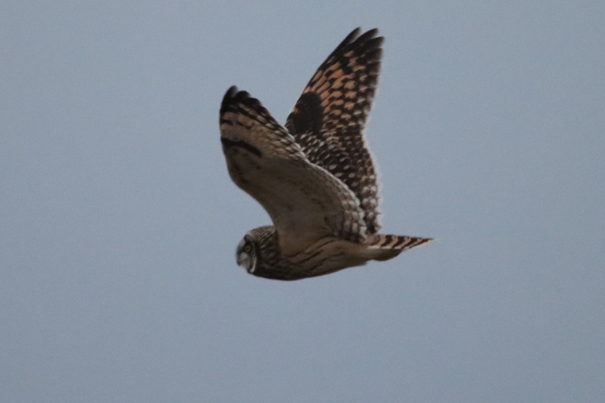 Short-eared Owl - David Lehner