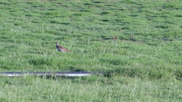 Little Curlew - ML613050890