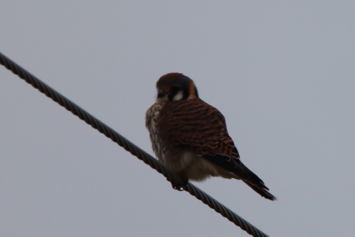 American Kestrel - David Lehner