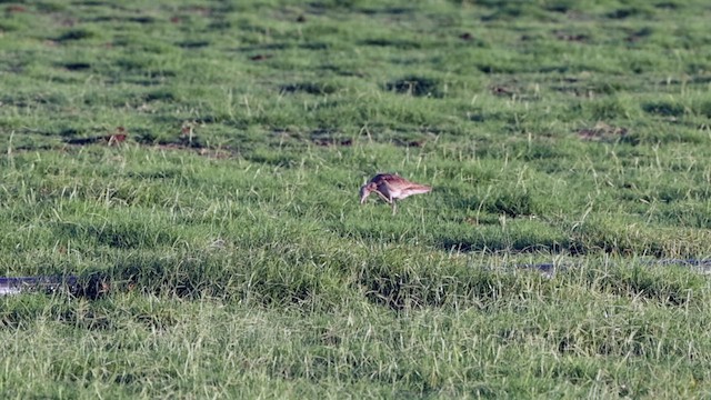 Little Curlew - ML613050893