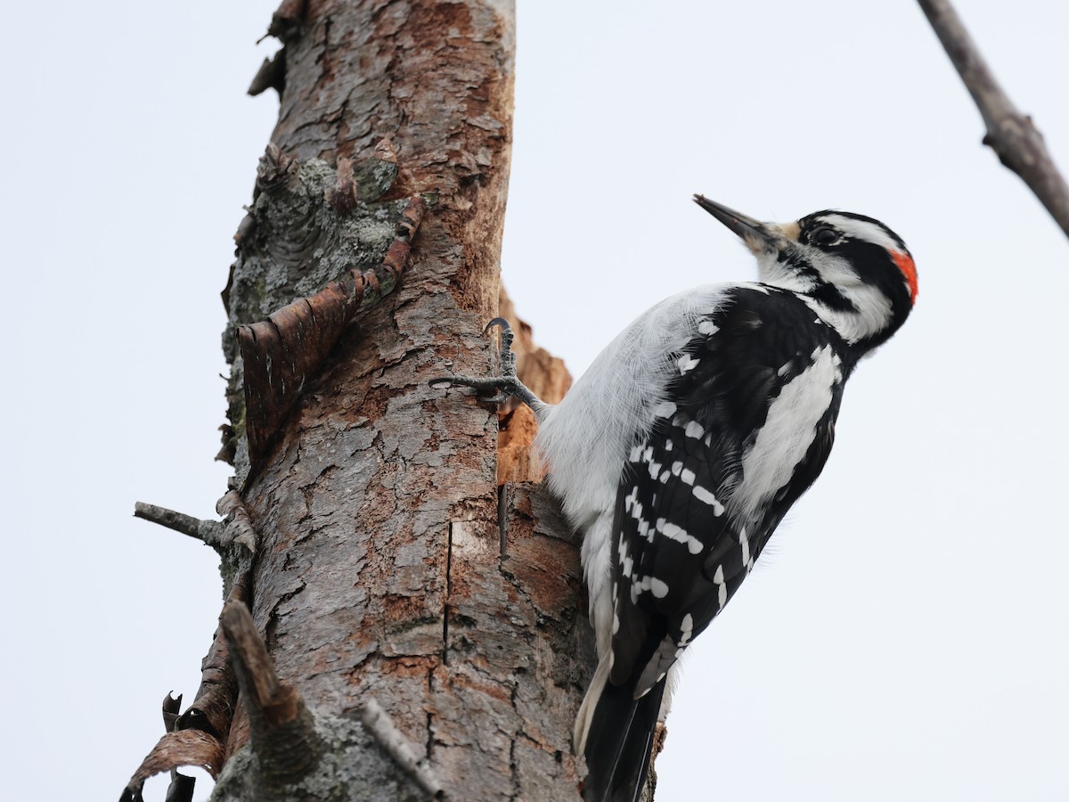 Hairy Woodpecker - ML613050935
