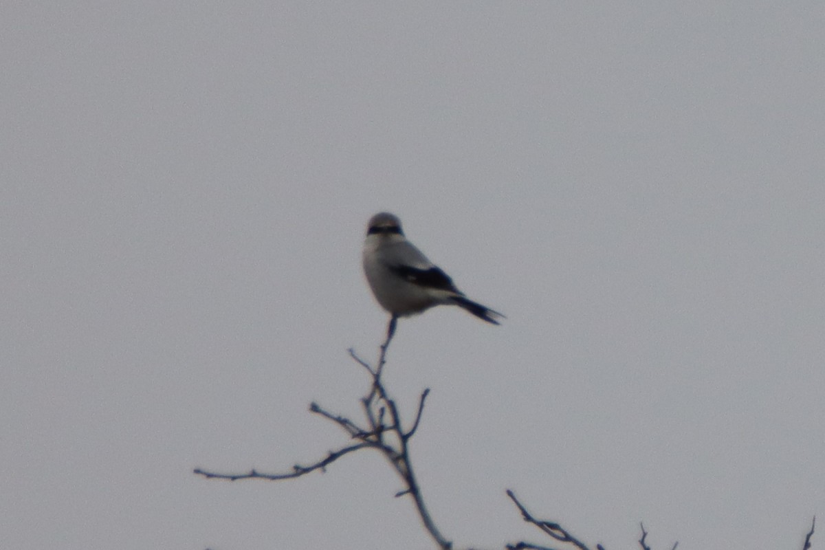 Northern Shrike - David Lehner