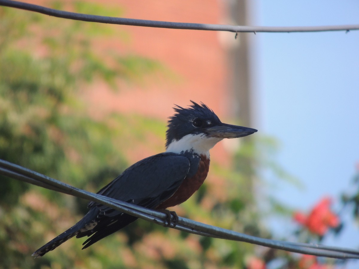 Ringed Kingfisher - ML613050969