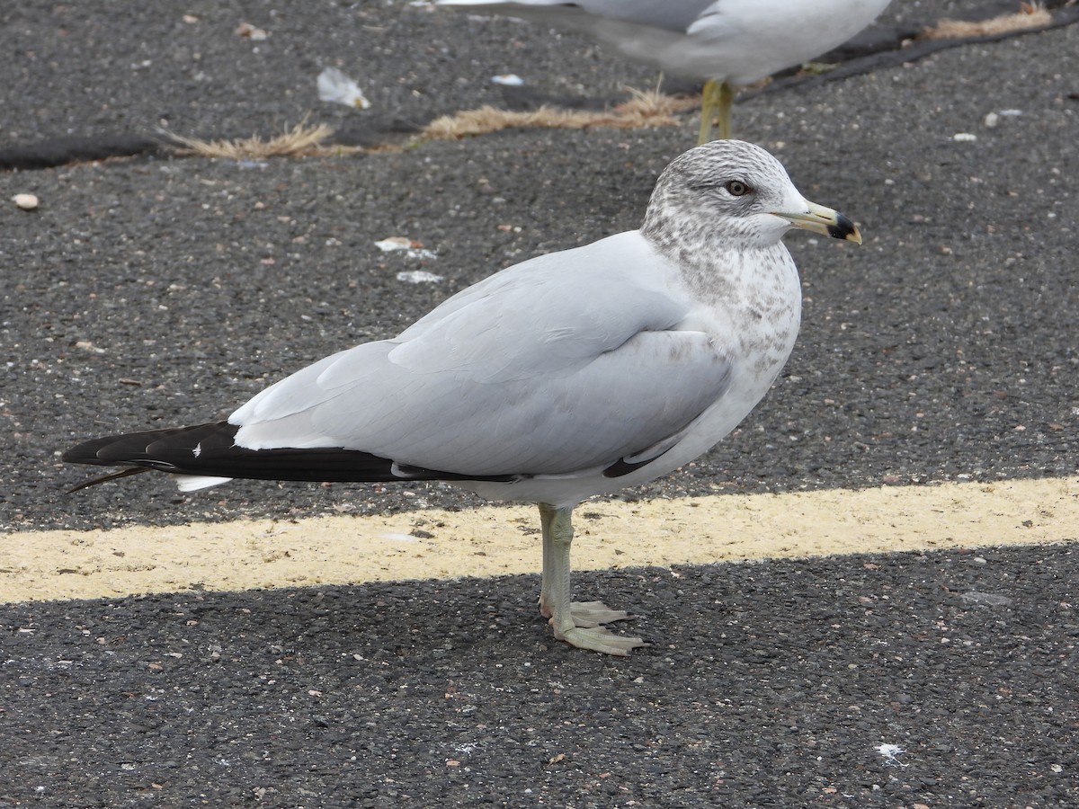 Ring-billed Gull - ML613051035