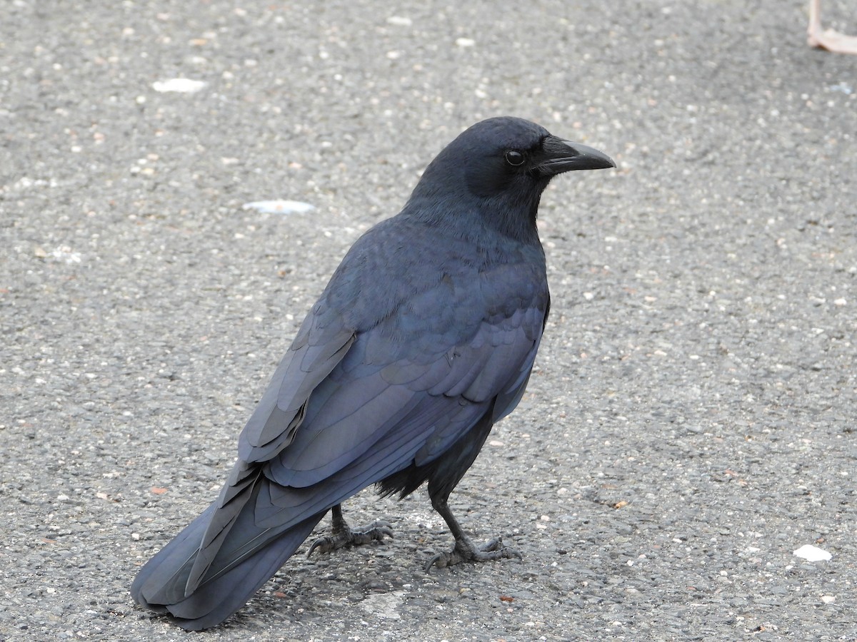 Fish Crow - ML613051056