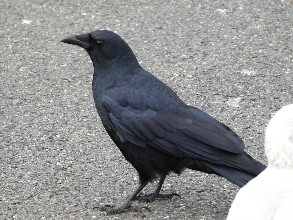 Fish Crow - ML613051057