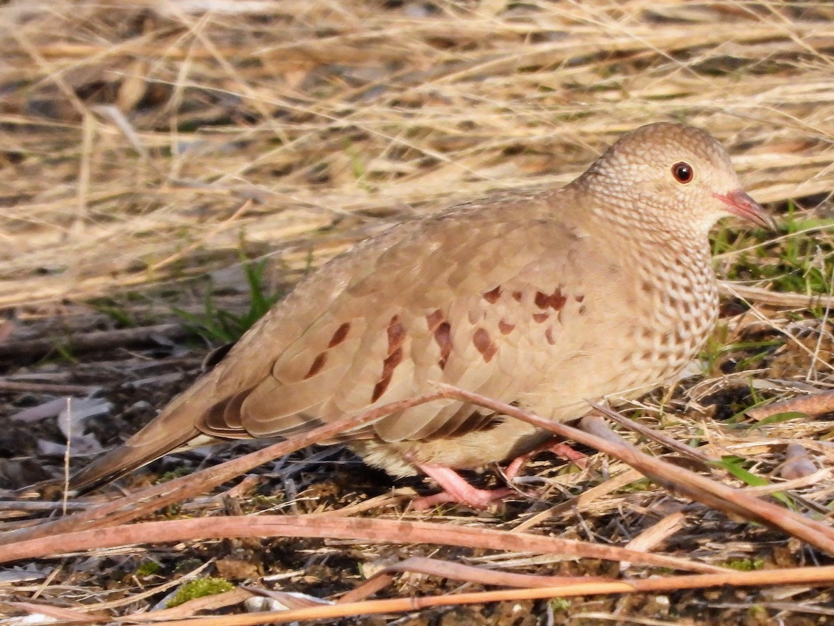 Common Ground Dove - ML613051059