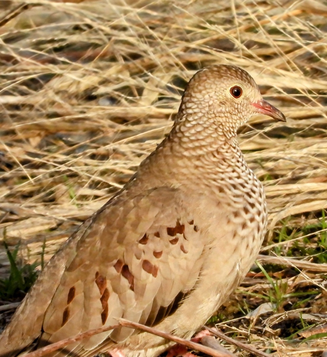 Common Ground Dove - ML613051062