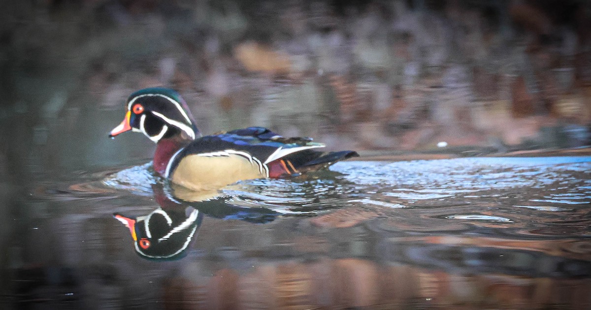 Wood Duck - ML613051063