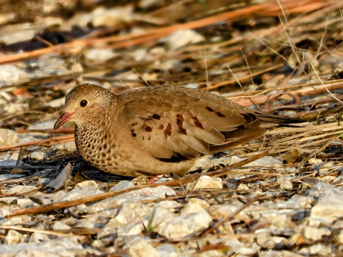 Common Ground Dove - ML613051067