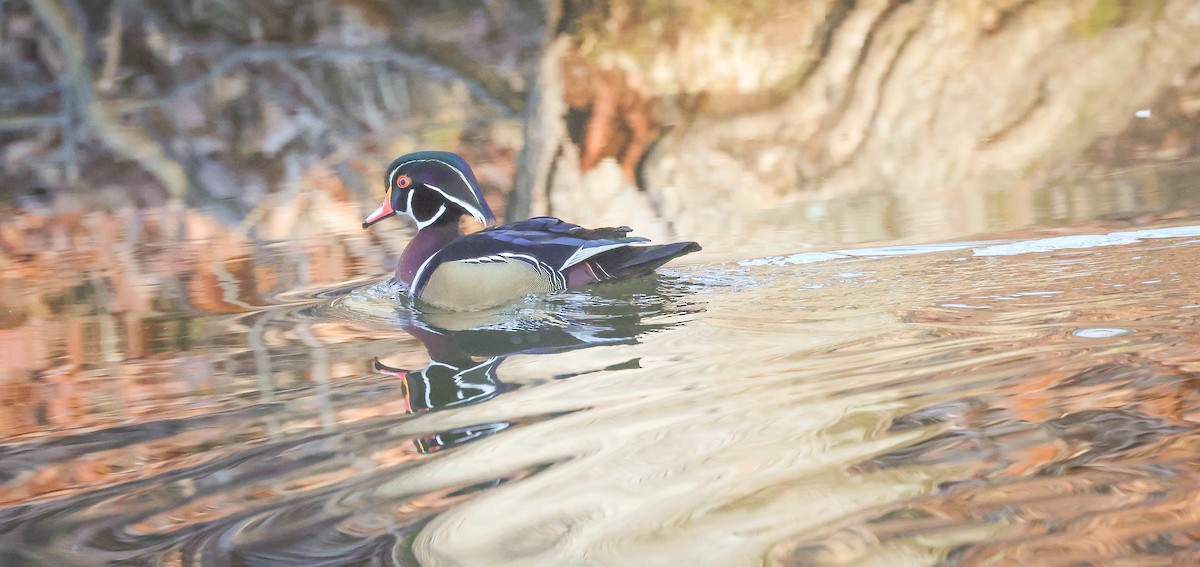 Wood Duck - ML613051073