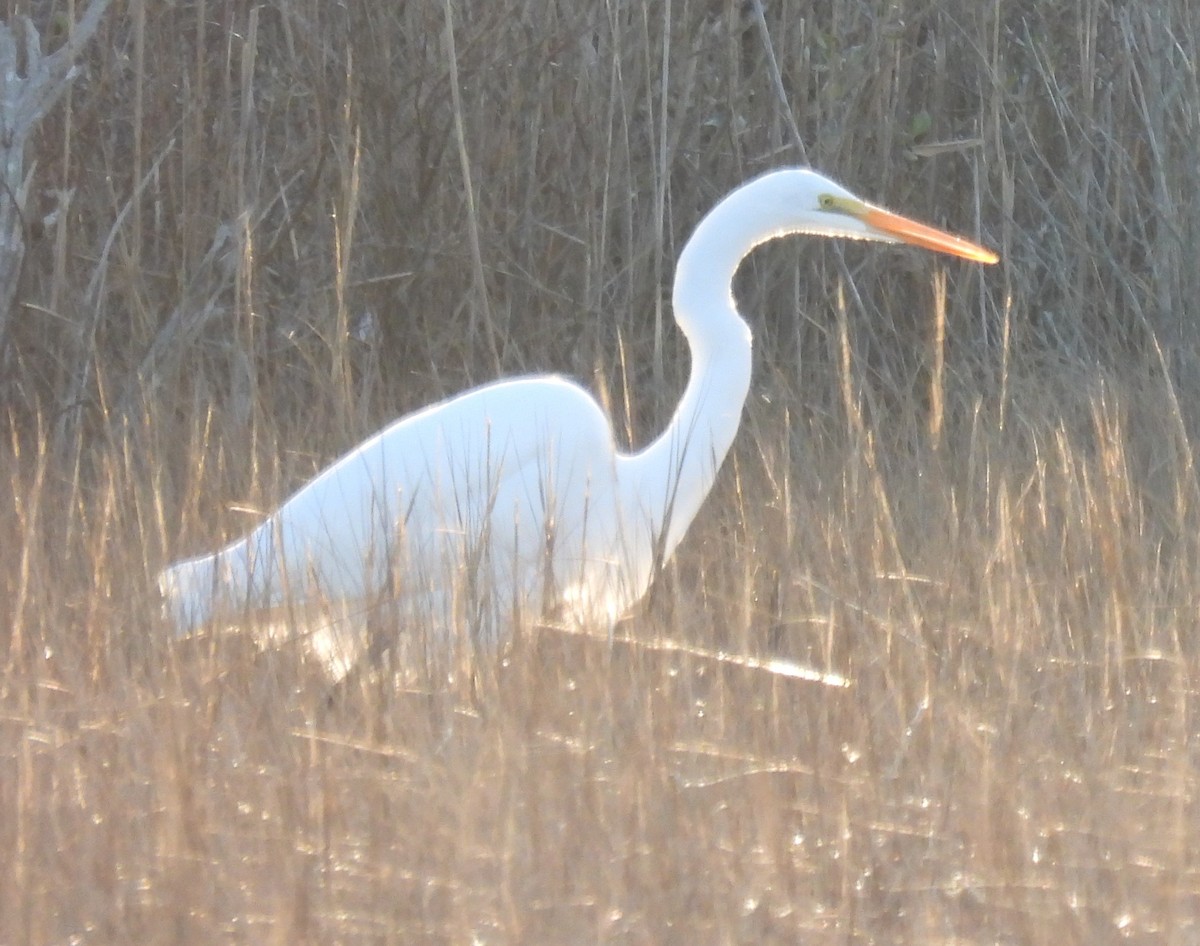 Great Egret - Carol Baird Molander