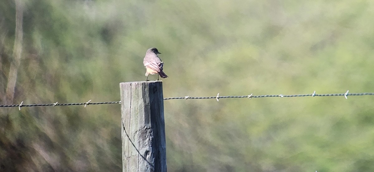 Say's Phoebe - ML613051107