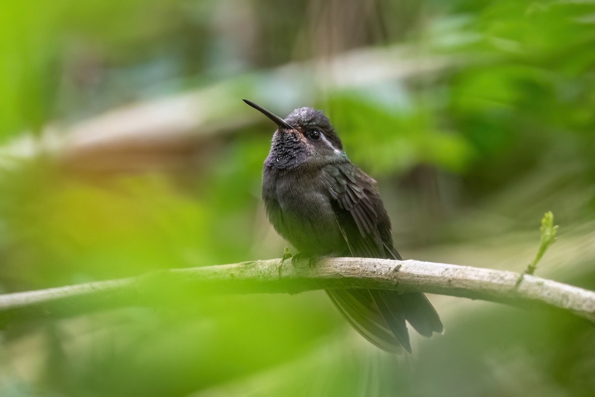 Amethyst-throated Mountain-gem - ML613051110