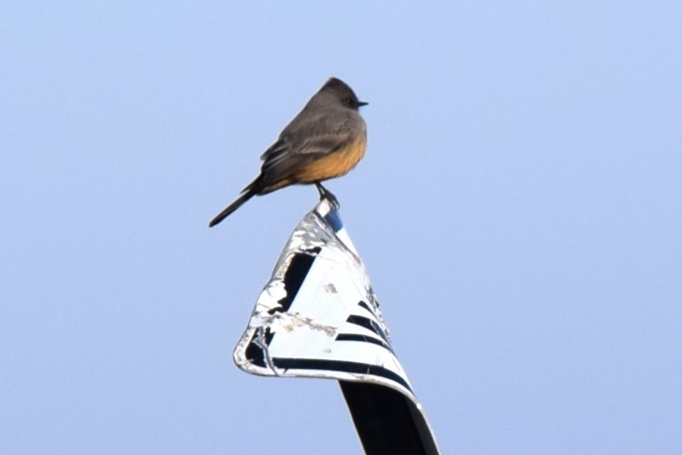 Say's Phoebe - ML613051126