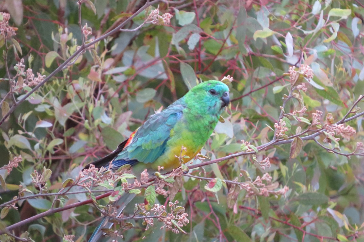 Red-rumped Parrot - ML613051131