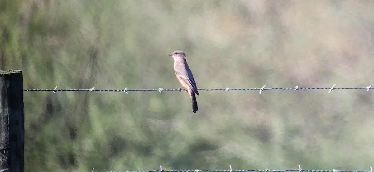 Say's Phoebe - ML613051134
