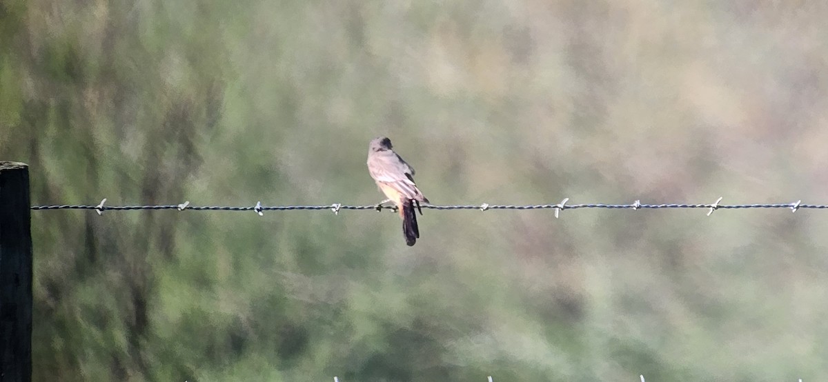 Say's Phoebe - ML613051135