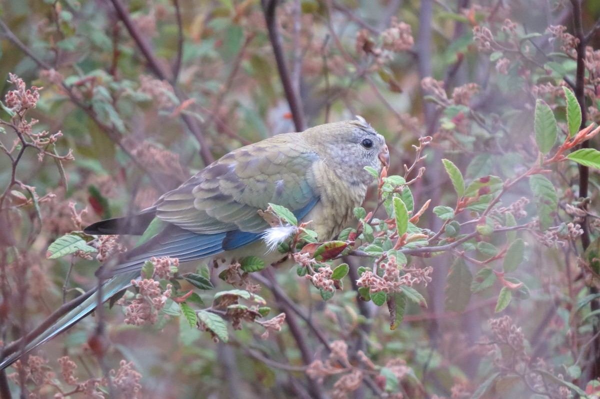 Red-rumped Parrot - ML613051187