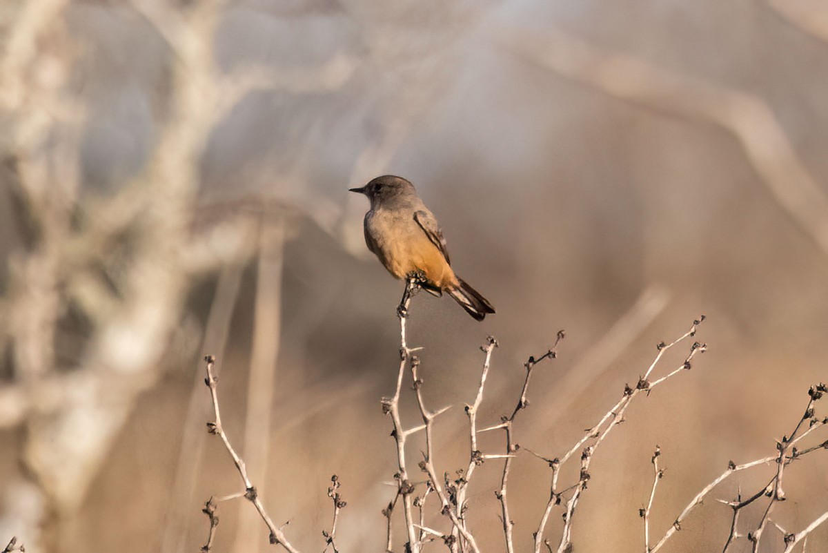 Say's Phoebe - ML613051261