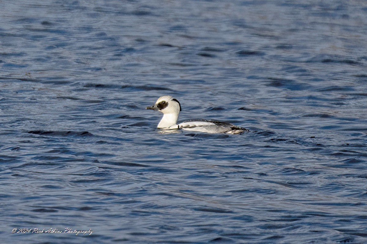 Smew - ML613051263