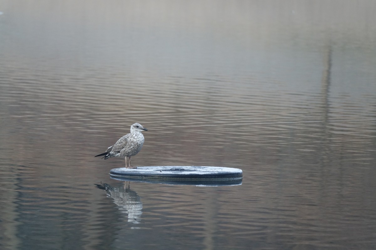 Lesser Black-backed Gull - Francis Fekel