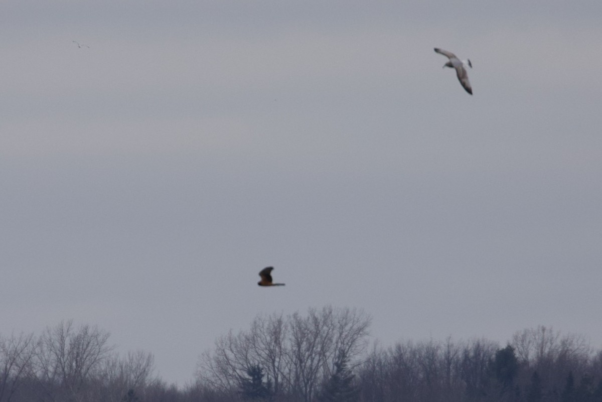 Northern Harrier - Mathias & Sharon Mutzl