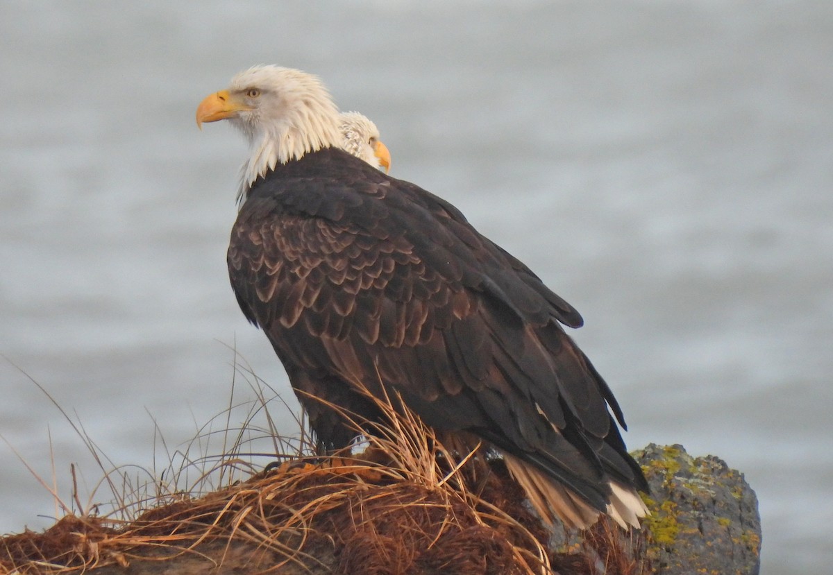 Bald Eagle - ML613051390