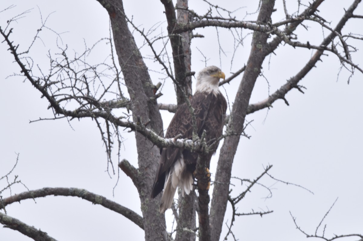 Bald Eagle - Keith Merkel