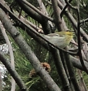 Townsend's Warbler - ML613051444