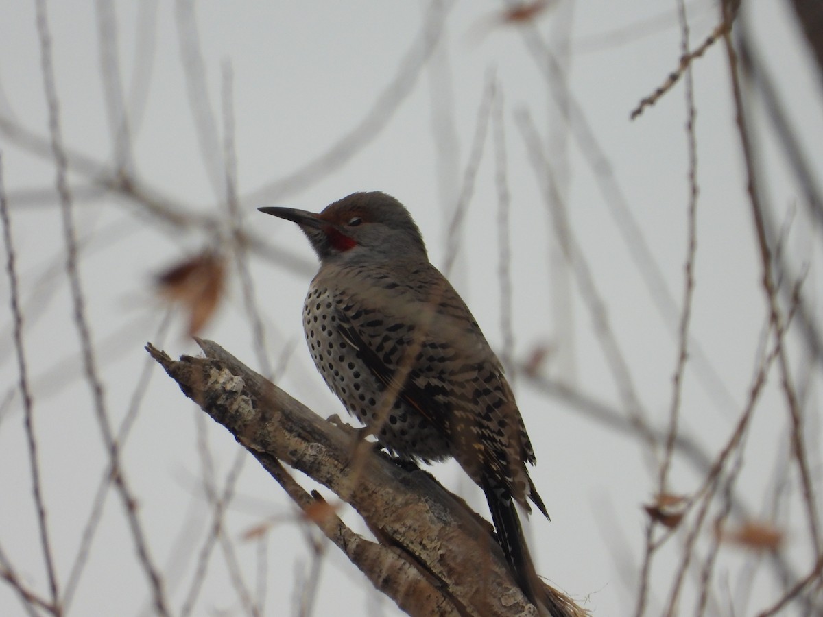 Northern Flicker (Red-shafted) - ML613051446