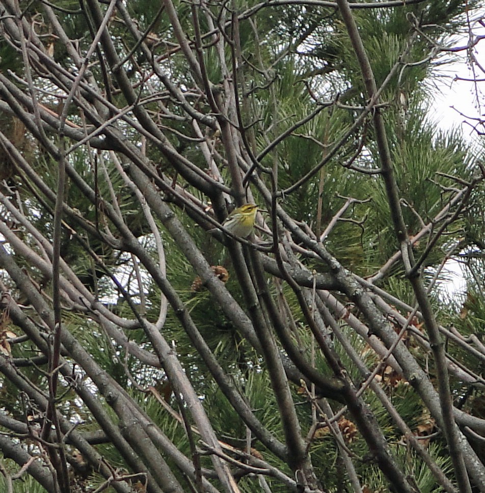 Townsend's Warbler - ML613051457