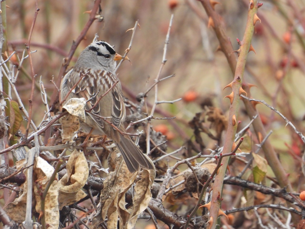 White-crowned Sparrow - ML613051465