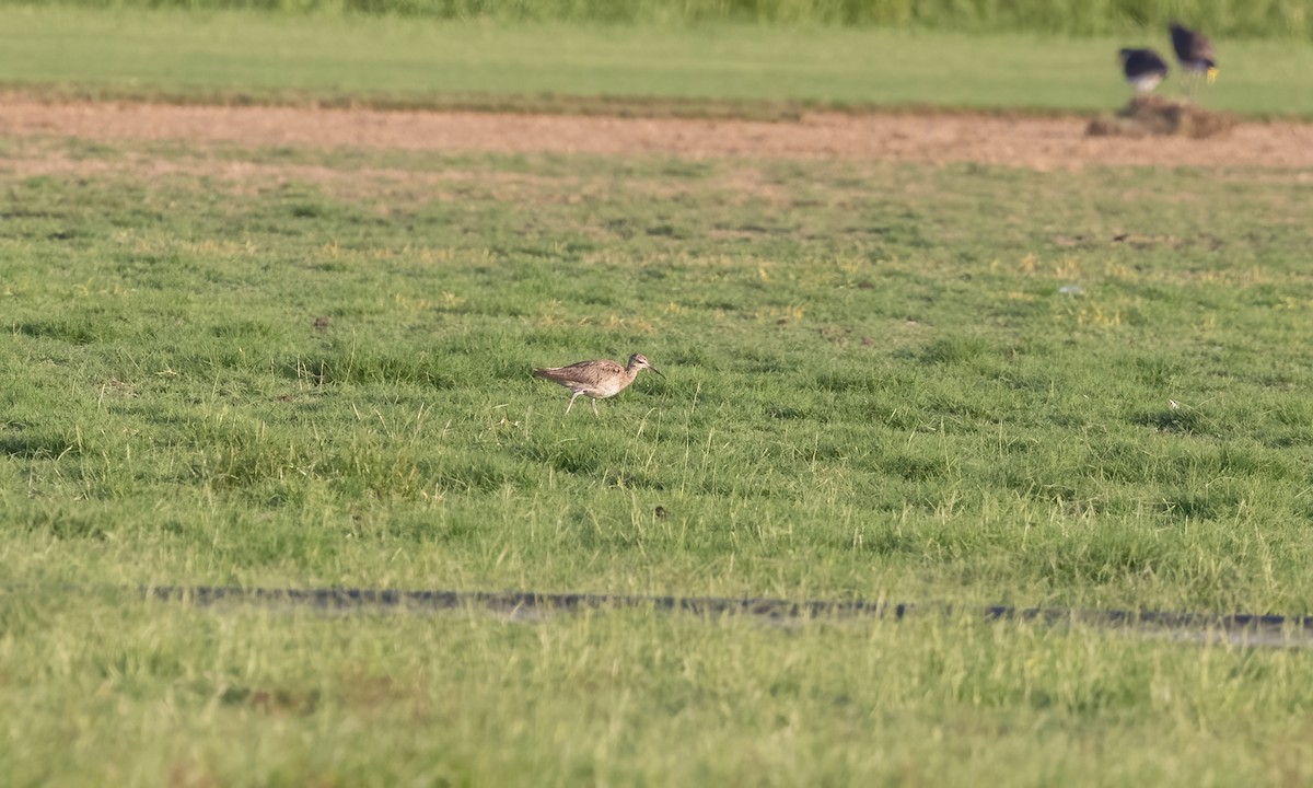 Little Curlew - ML613051504