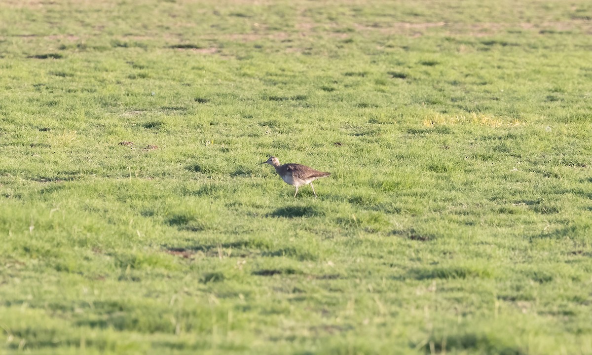 Little Curlew - ML613051508