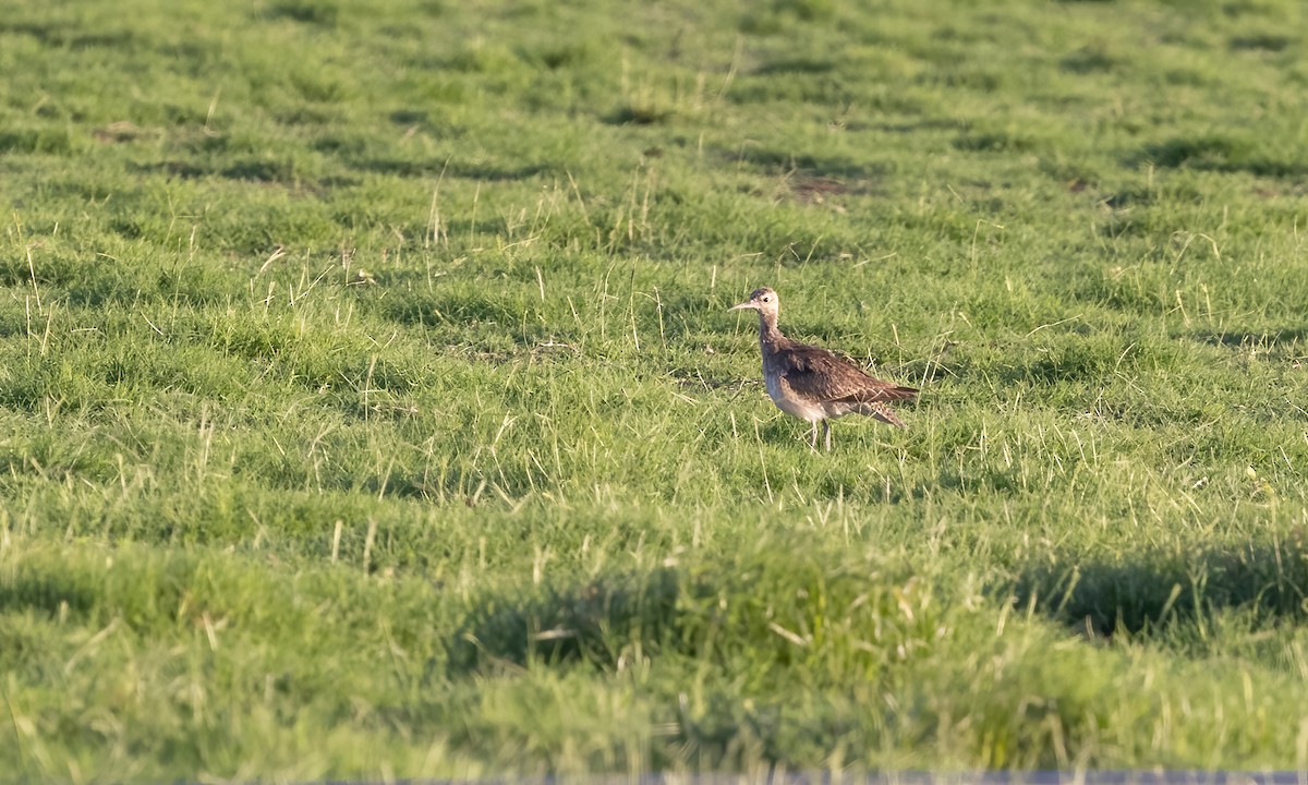 Little Curlew - ML613051510