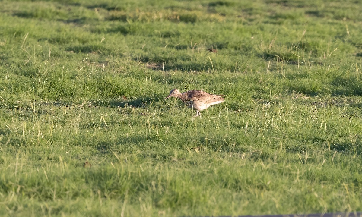 Little Curlew - ML613051513