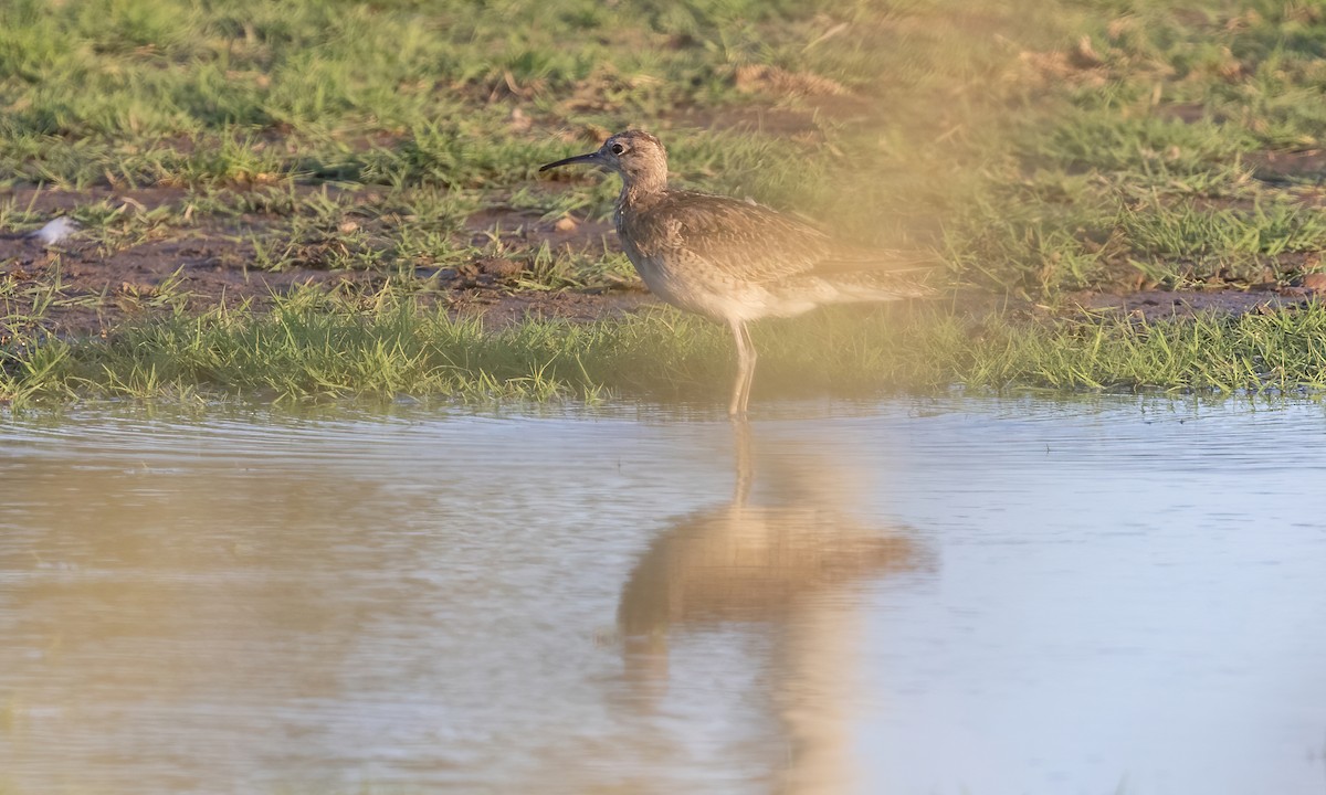 Little Curlew - ML613051515