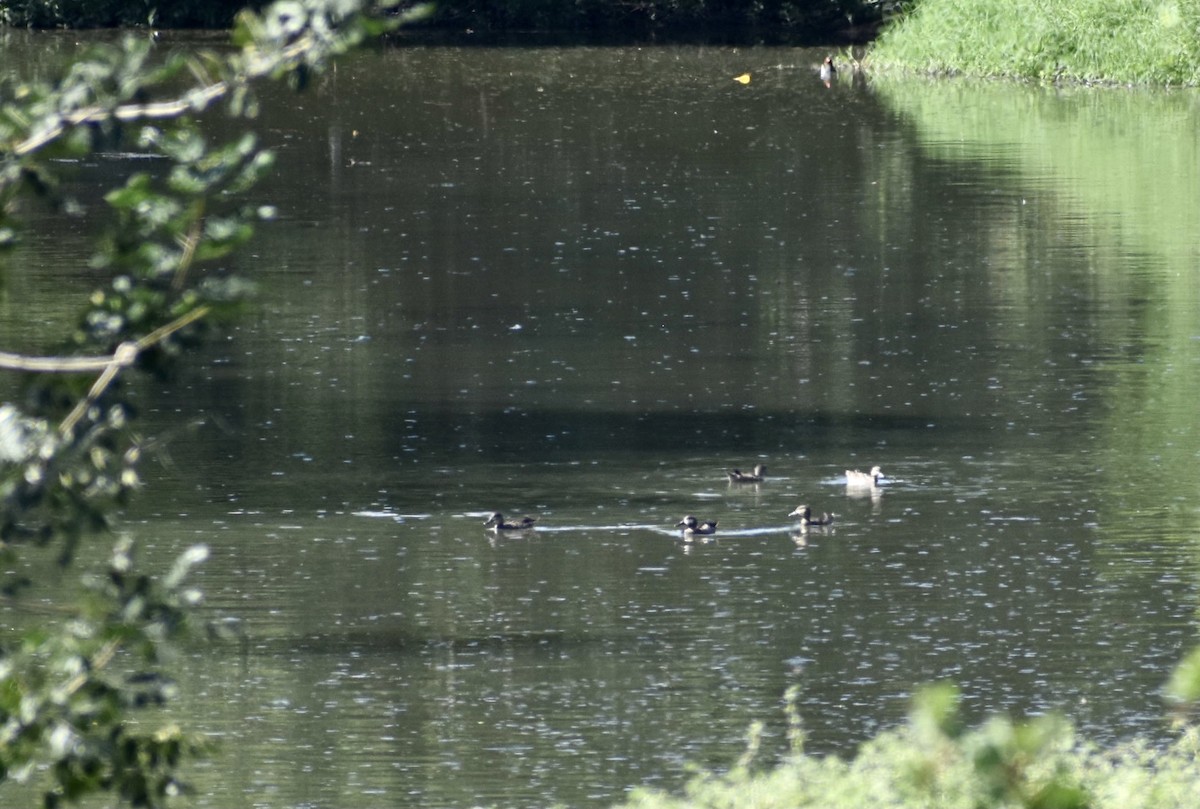 Blue-winged Teal - ML613051526