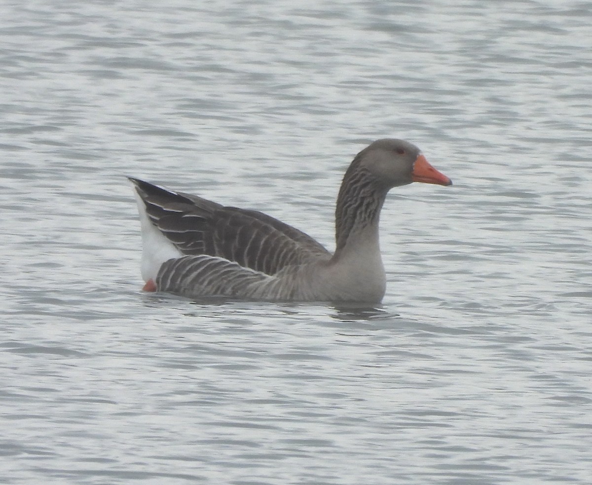Graylag Goose (Domestic type) - ML613051561