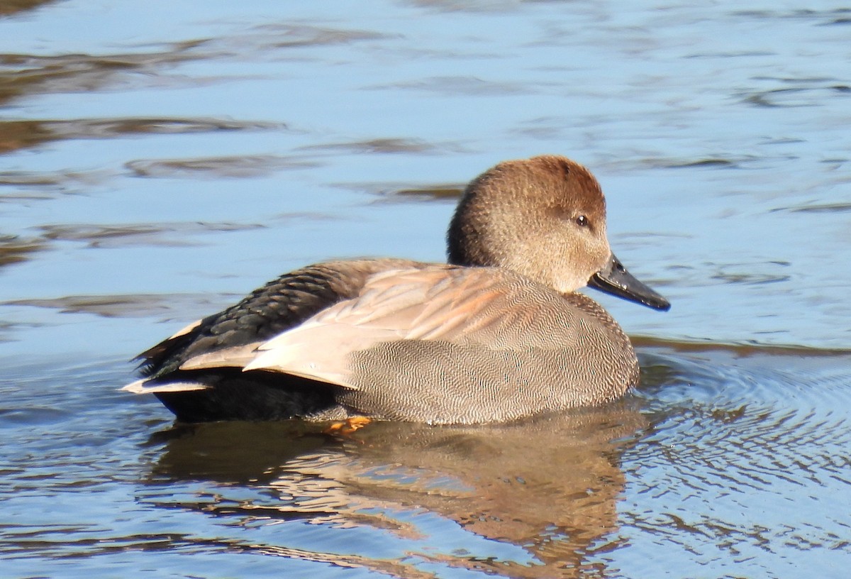 Gadwall - ML613051573