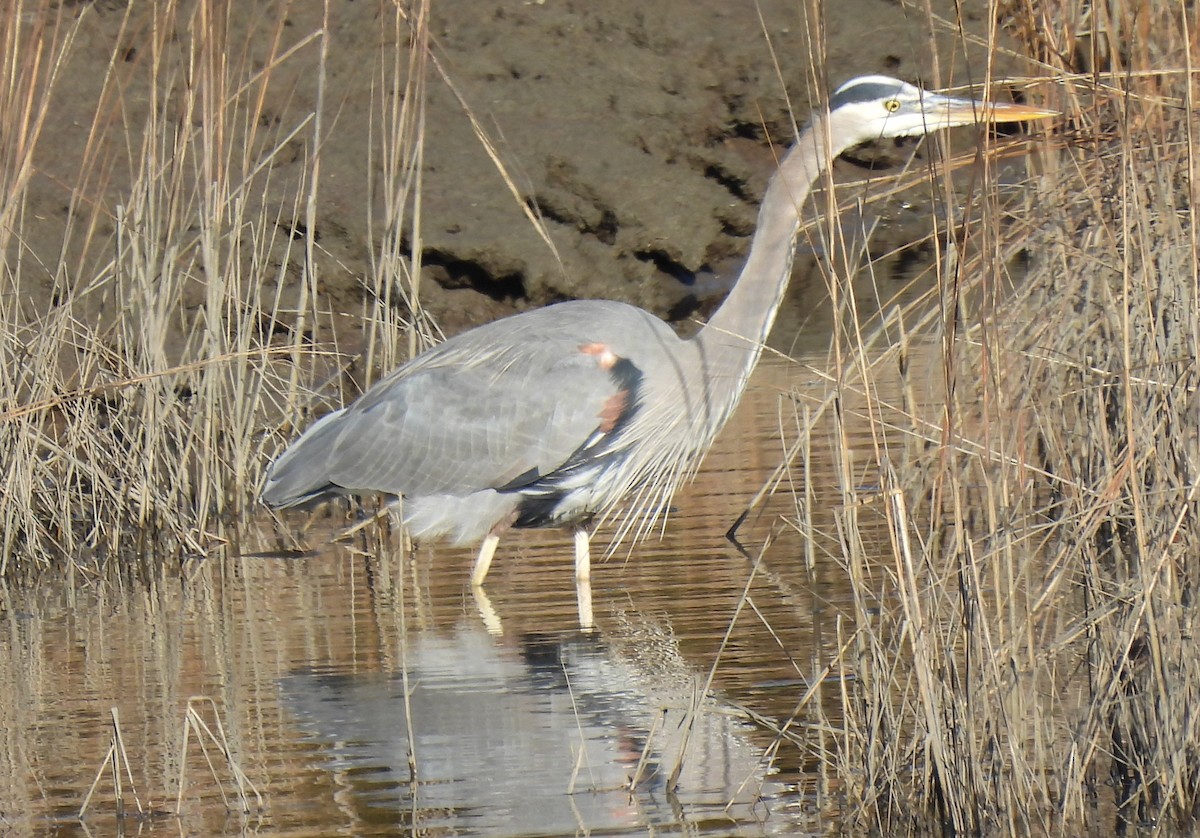 Great Blue Heron - ML613051584