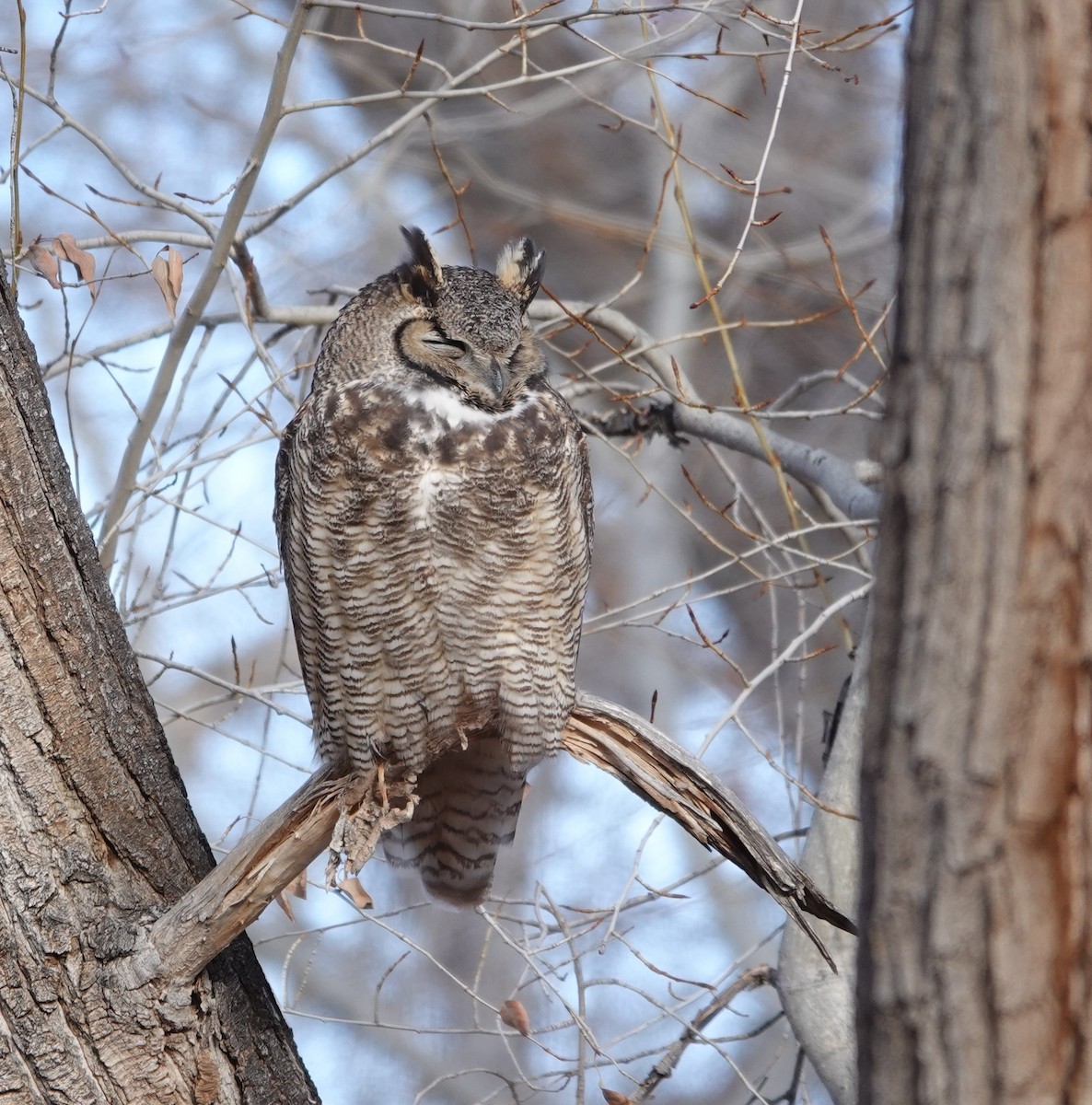 Great Horned Owl - ML613051592