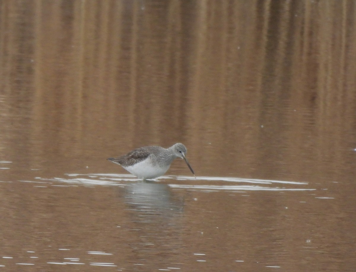 Greater Yellowlegs - ML613051610