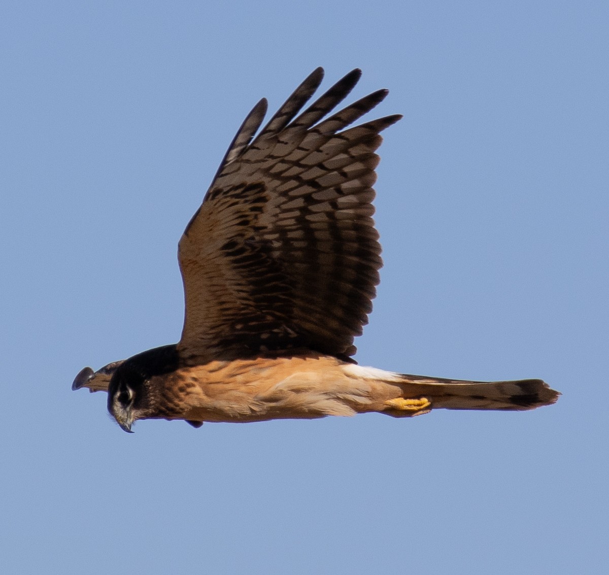 Northern Harrier - ML613051616