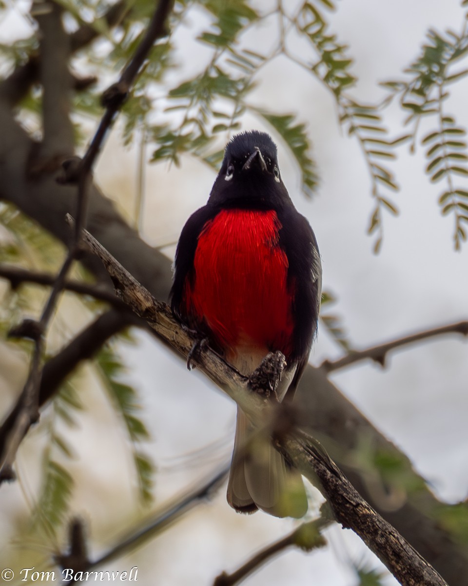 Painted Redstart - ML613051622