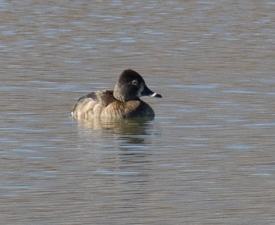Ring-necked Duck - ML613051646