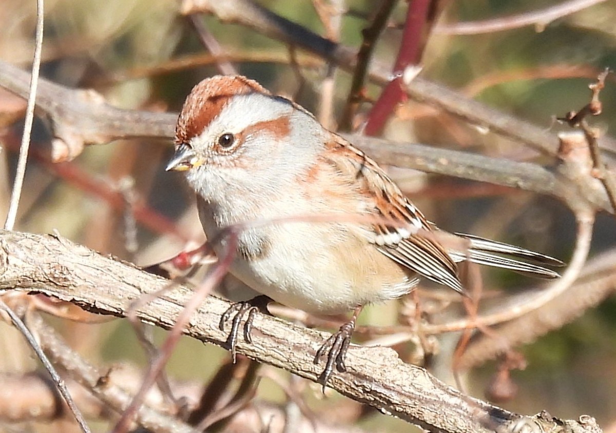 American Tree Sparrow - ML613051648