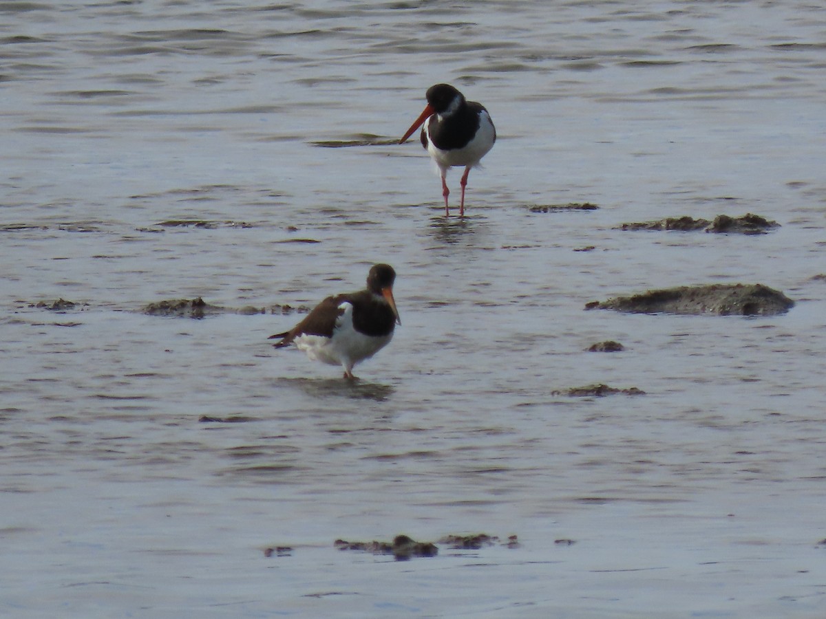 Eurasian Oystercatcher - ML613051680