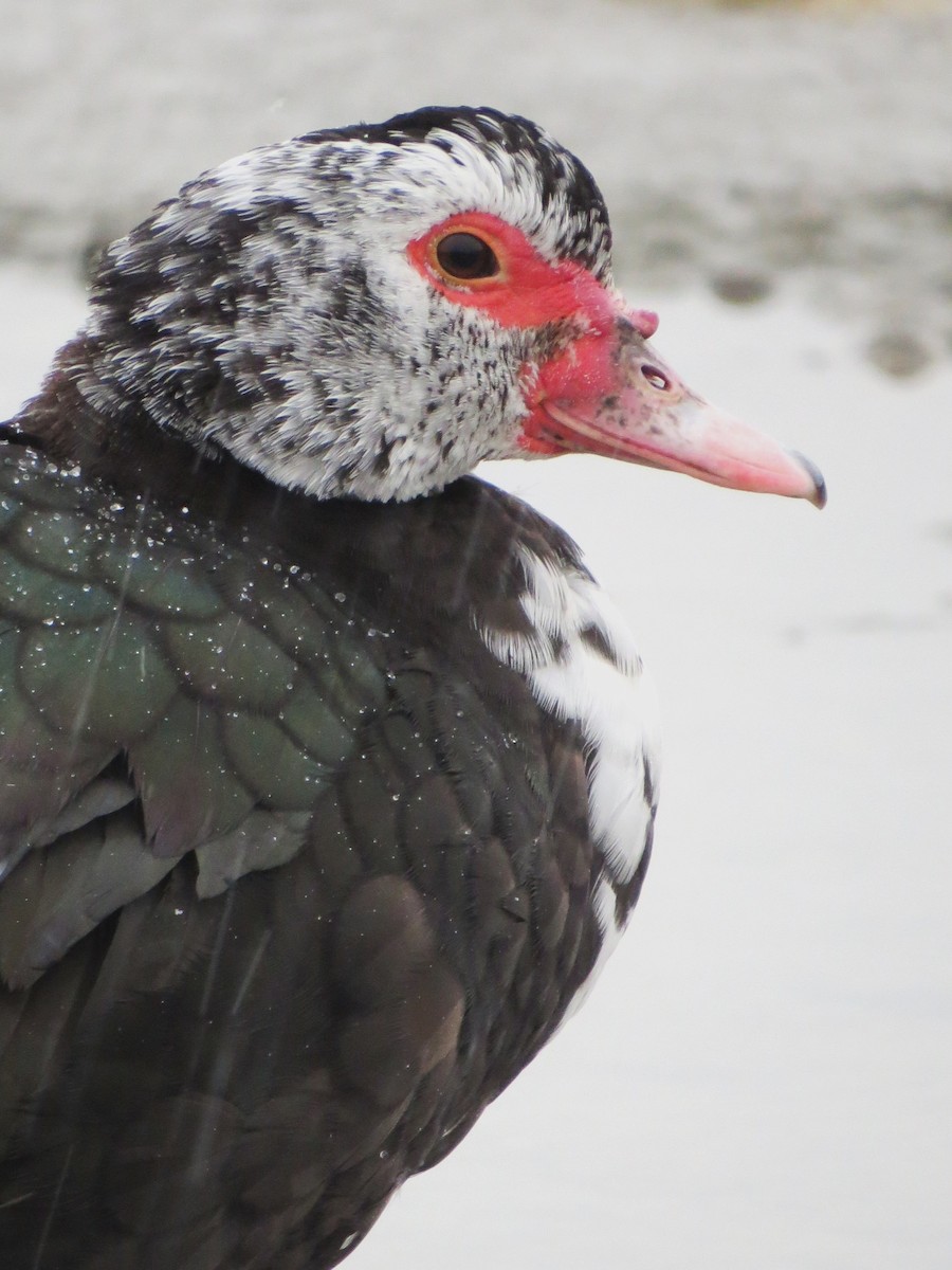 Muscovy Duck (Domestic type) - Laura Lubniewski